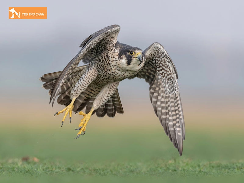 Nhung-dieu-can-luu-y-khi-nuoi-chim-cat-thucanh