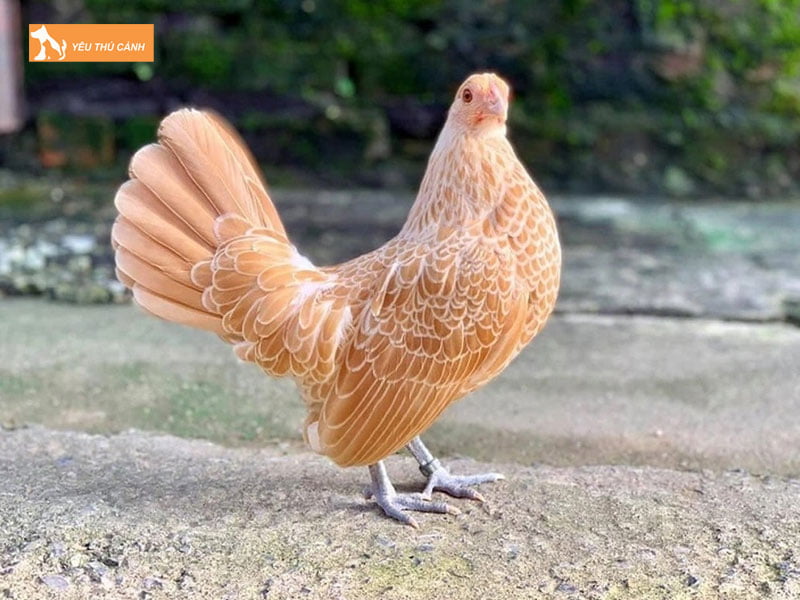 Nhung-luu-y-khi-nuoi-ga-vay-ca-thucanh