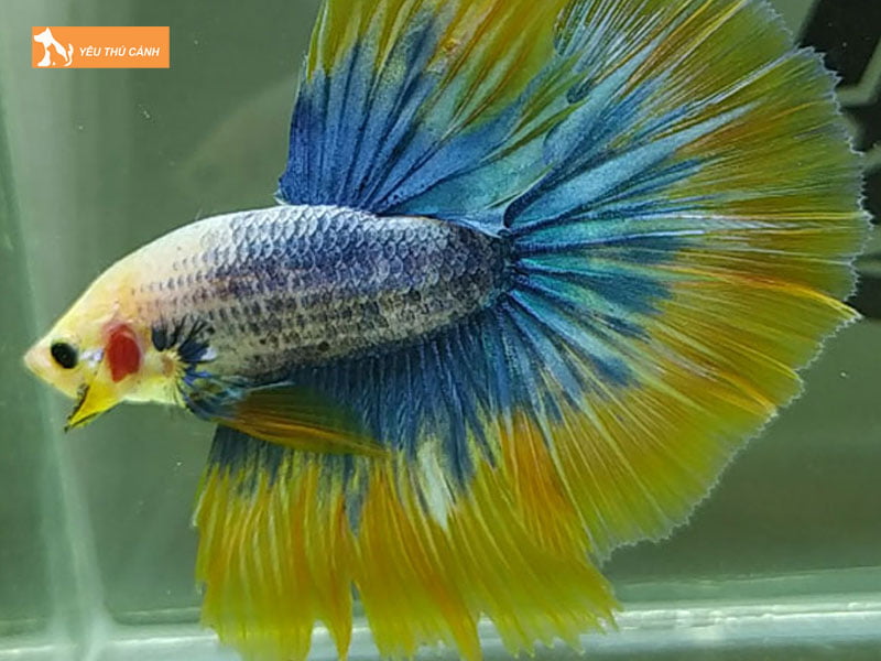 Phong-benh-cho-ca-thucanh