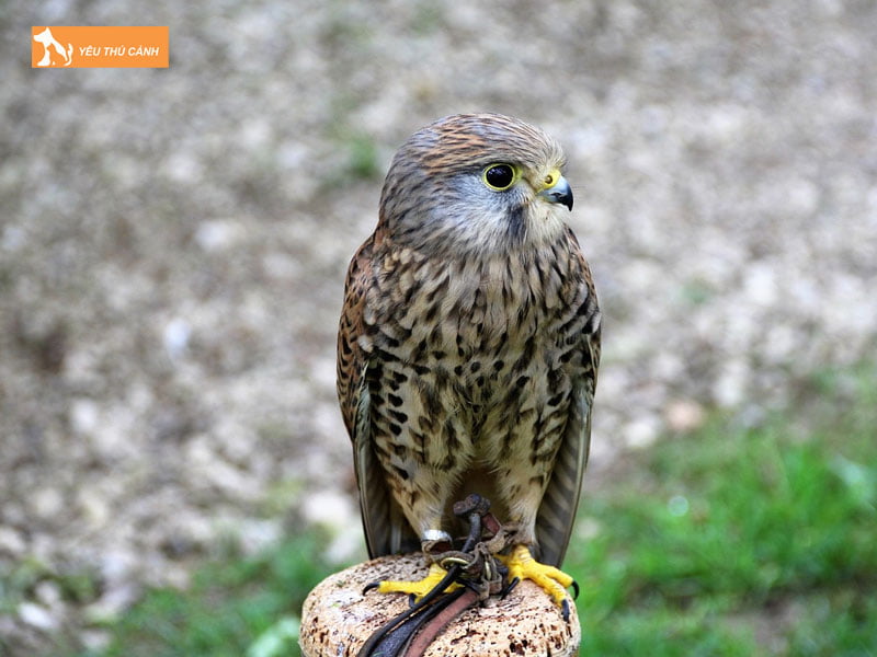 Phong-benh-cho-chim-thucanh