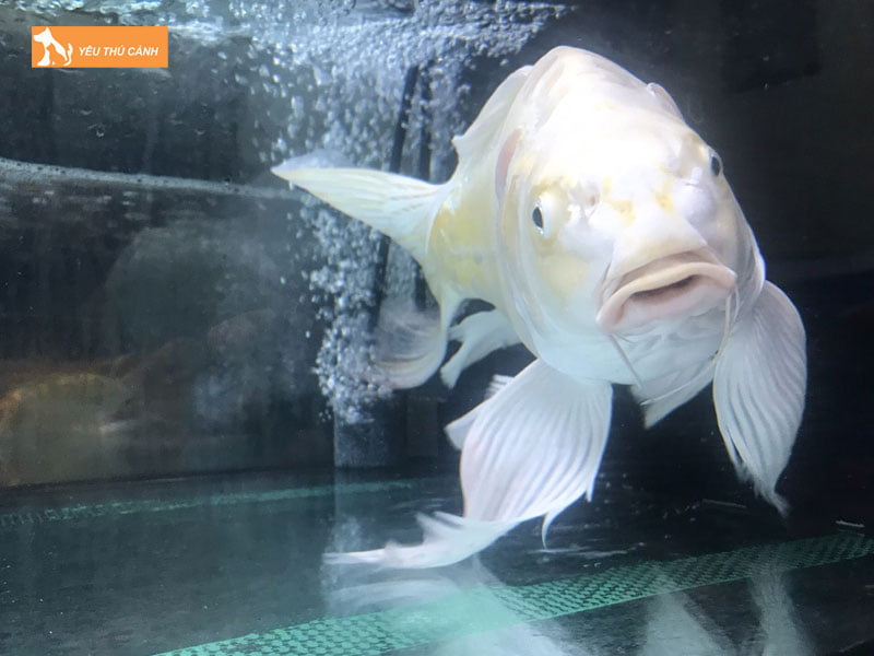 Phong-ngua-benh-cho-ca-chep-canh-thucanh