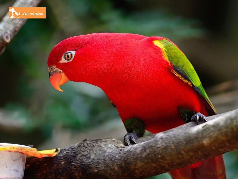 Tap-tinh-cua-vet-lory-thucanh