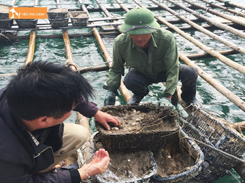 Thu-hoach-bao-ngu-thucanh