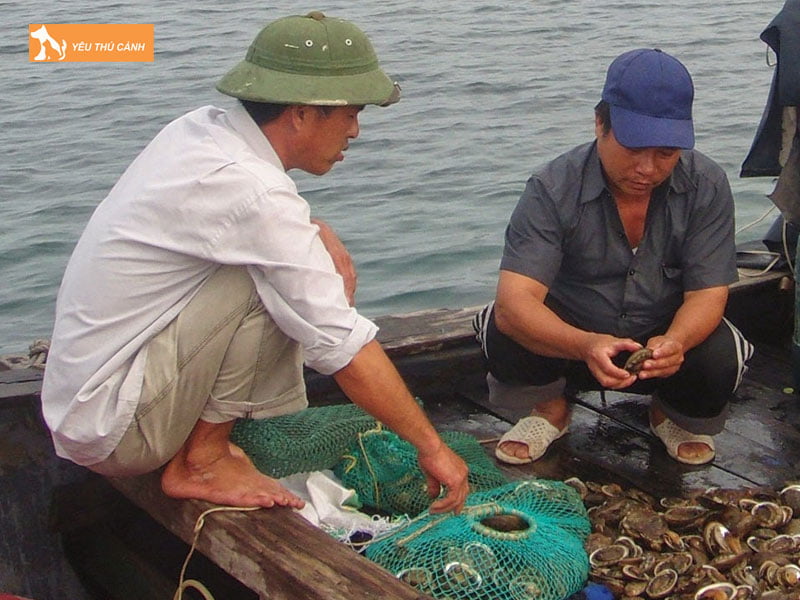Thuc-an-cho-bao-ngu-thucanh