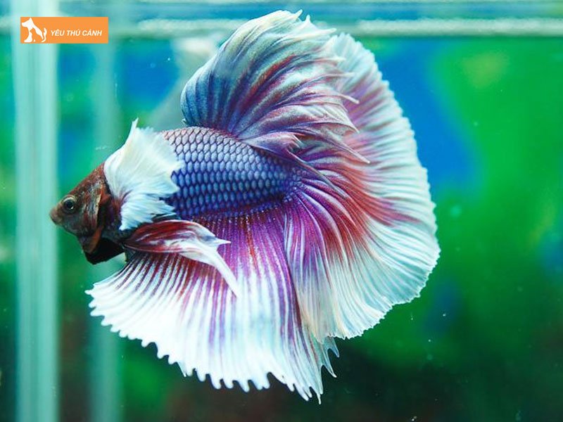 Thuc-an-cho-ca-betta-halfmoon-thucanh