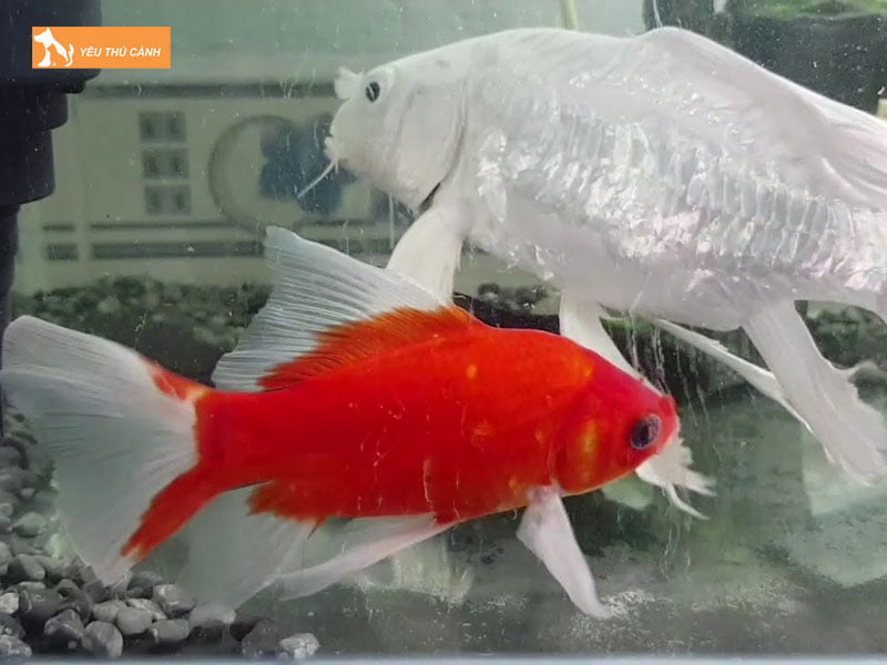 Thuc-an-cho-ca-chep-nam-duong-thucanh