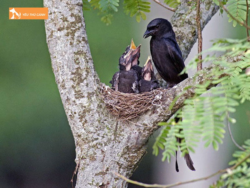 Thuc-an-cho-chim-cheo-beo-thucanh