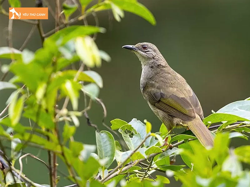 Thuc-an-cho-chim-hoanh-hoach-thucanh