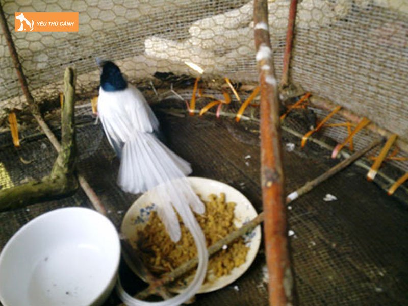 Thuc-an-cho-chim-thucanh