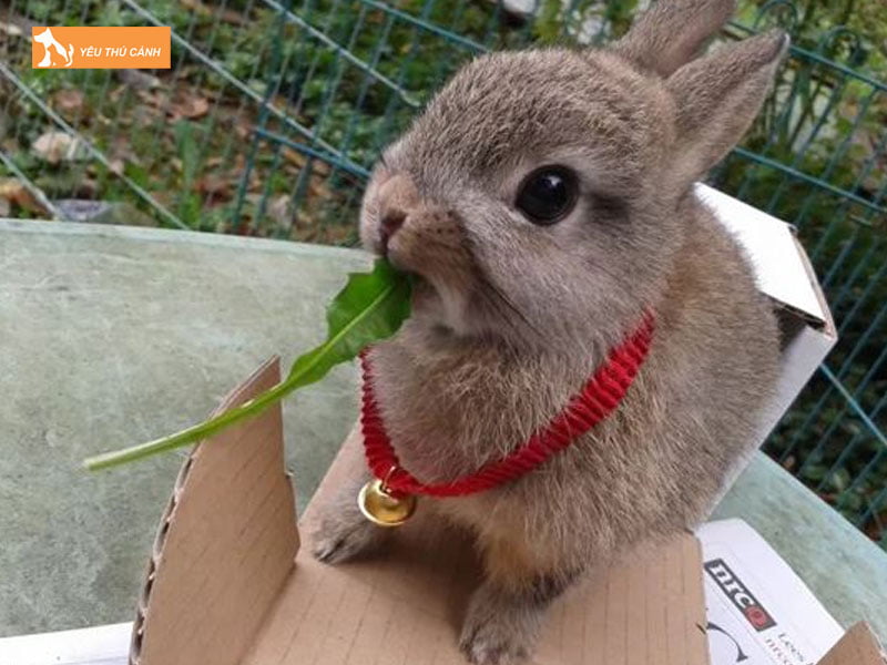 Thuc-an-cho-tho-lun-ha-lan-thucanh