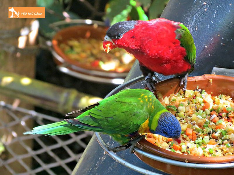 Thuc-an-cho-vet-lory-thucanh
