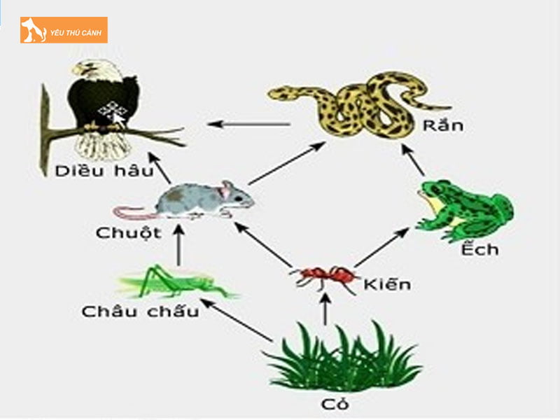 Thuc-an-cua-dieu-hau-thucanh