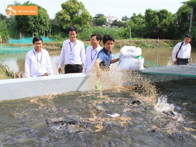 Thuc-an-nuoi-ca-keo-thucanh