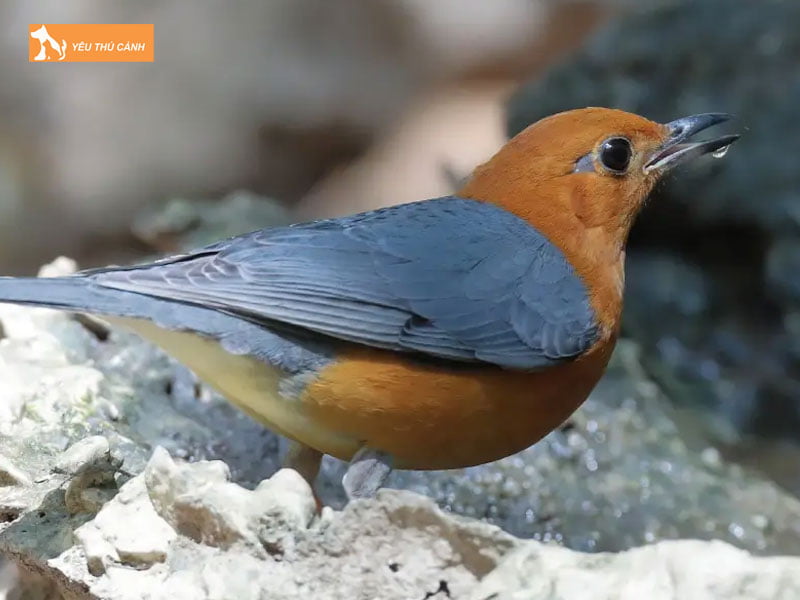 Ve-sinh-cho-chim-thucanh