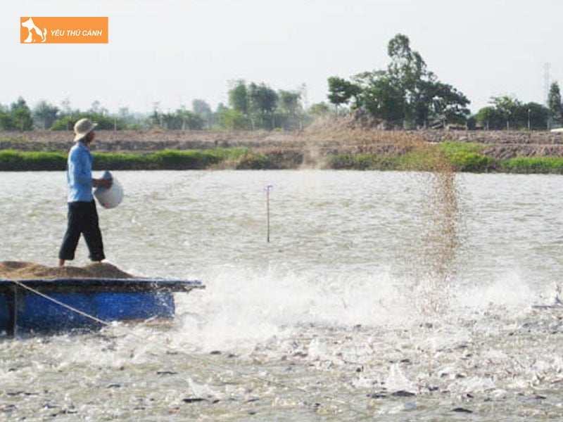 Xay-dung-ao-nuoi-thucanh