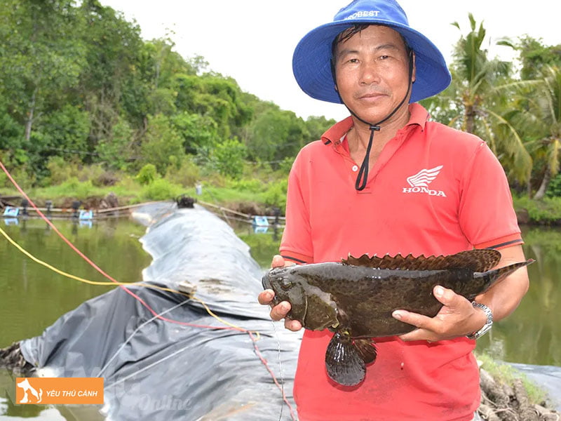 Cach-nuoi-ca-bong-mu-hieu-qua-1-thucanh