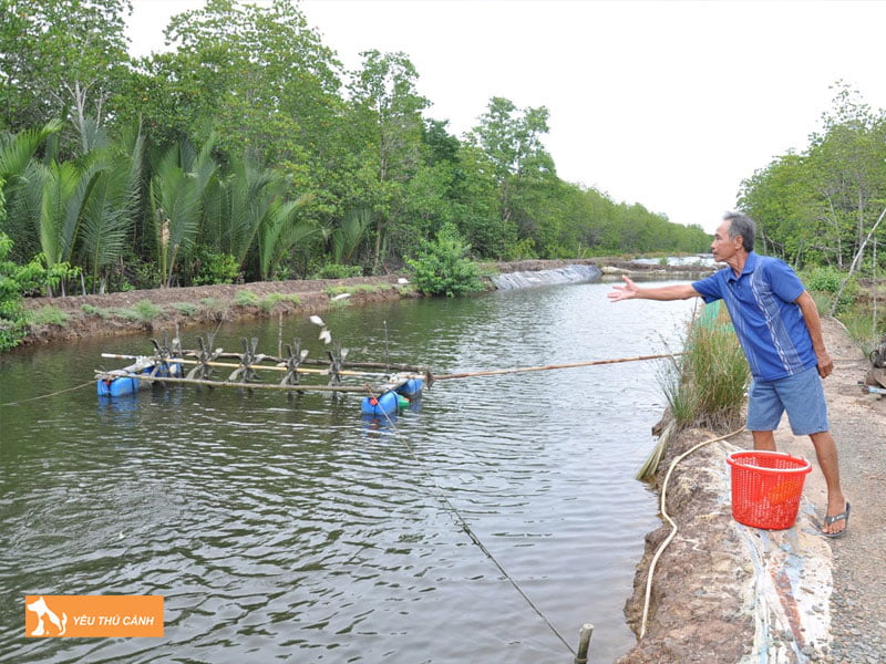 Cach-nuoi-ca-bong-mu-hieu-qua-thucanh