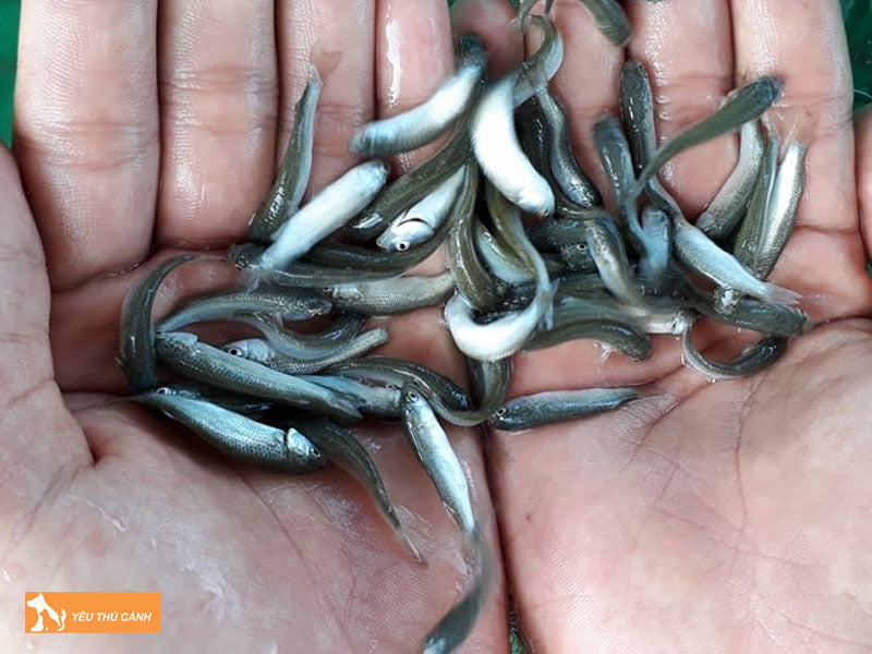 Cach-nuoi-ca-doi-muc-nang-suat-cao-1-thucanh