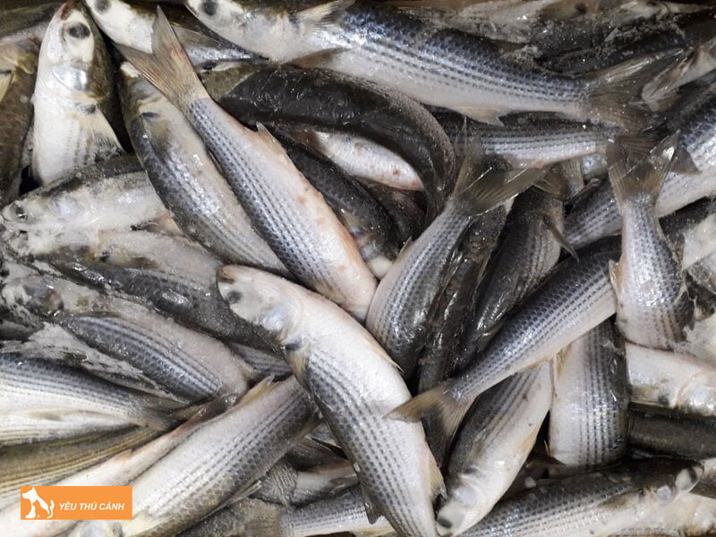 Cach-nuoi-ca-doi-muc-nang-suat-cao-2-thucanh