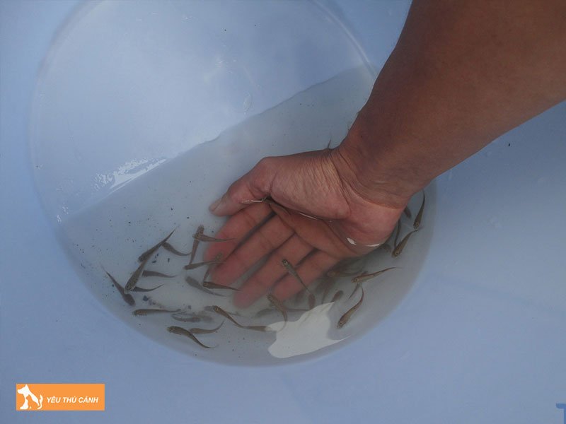 Cach-nuoi-ca-doi-muc-nang-suat-cao-thucanh