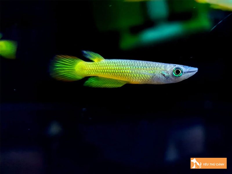 Cach-nuoi-ca-killi-len-mau-dep-1-thucanh