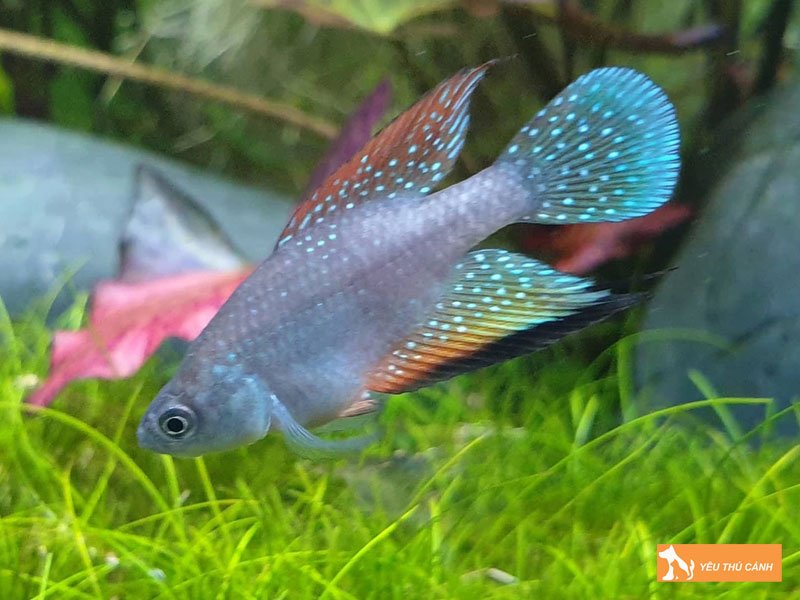 Cach-nuoi-ca-killi-len-mau-dep-2-thucanh