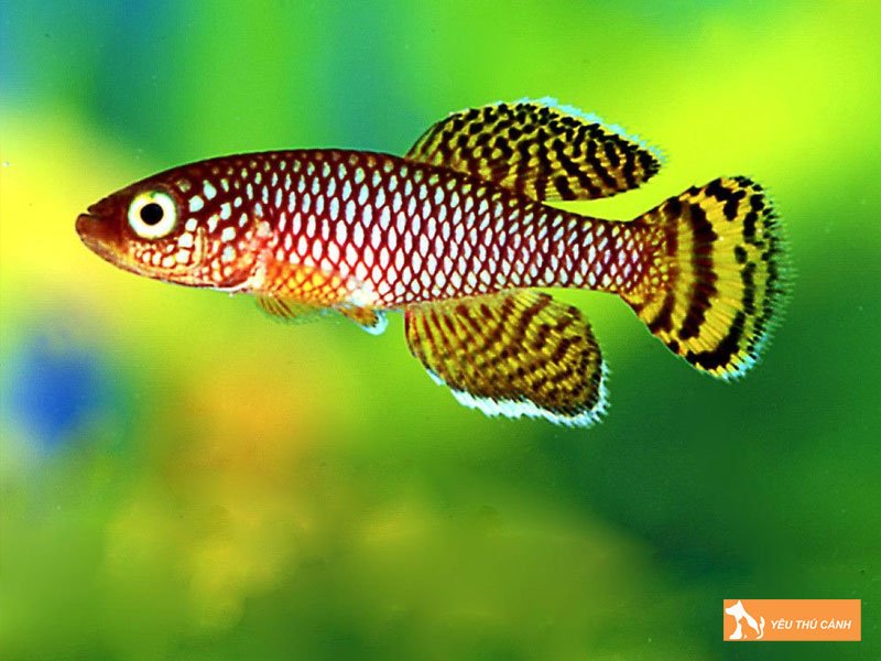 Cach-nuoi-ca-killi-len-mau-dep-thucanh