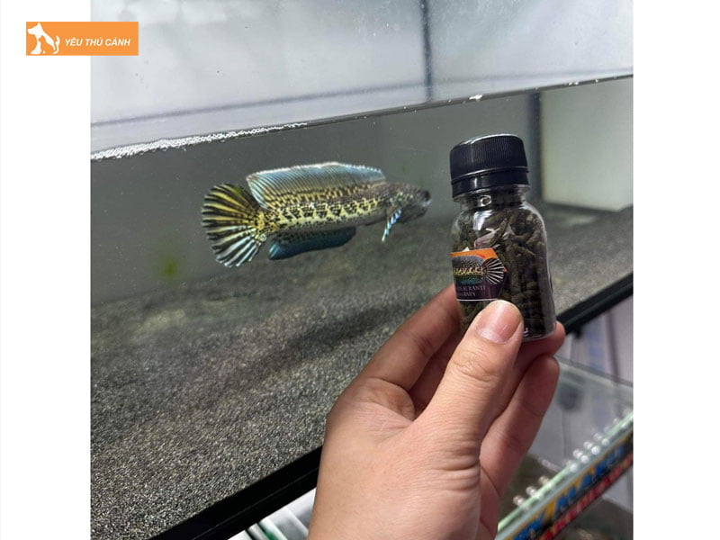 Cach-nuoi-ca-loc-nu-hang-chi-tiet-1-thucanh