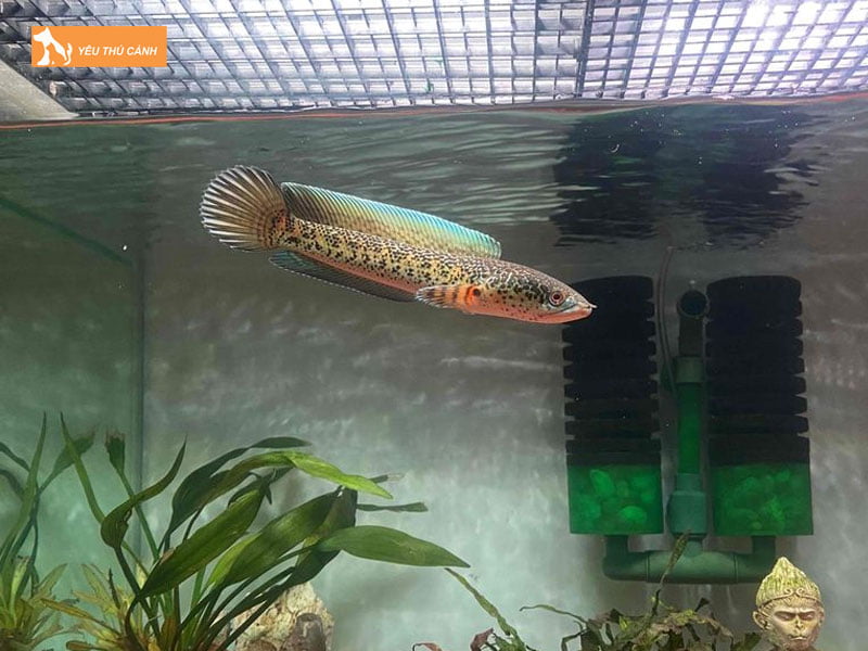 Cach-nuoi-ca-loc-nu-hang-chi-tiet-3-thucanh