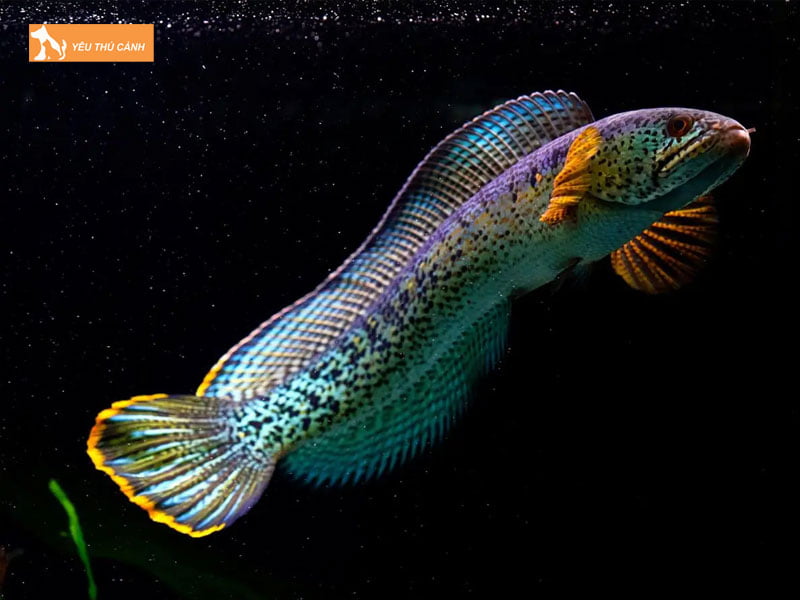 Cach-nuoi-ca-loc-nu-hang-chi-tiet-thucanh