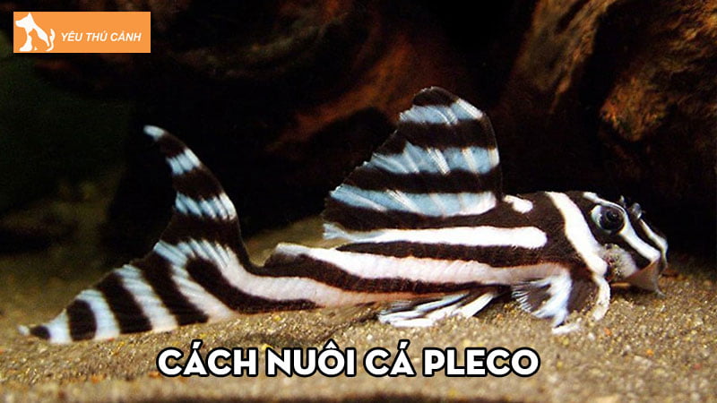 Cach-nuoi-ca-pleco-don-gian-chi-tiet-cho-nguoi-moi-thucanh