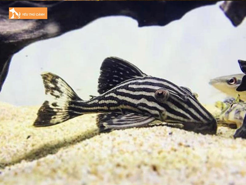 Cach-nuoi-ca-pleco-dung-ky-thuat-1-thucanh