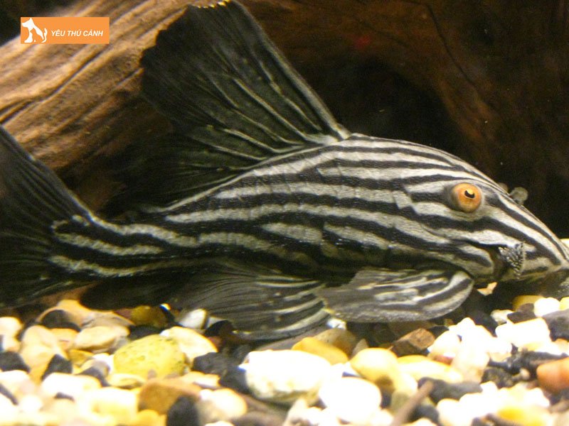 Cach-nuoi-ca-pleco-dung-ky-thuat-thucanh