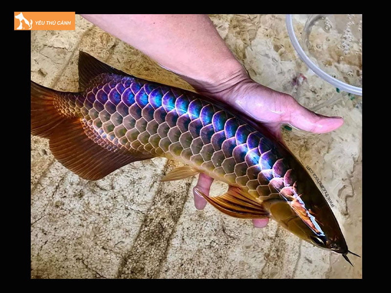 Cach-nuoi-ca-rong-boi-tim-khoe-manh-thucanh