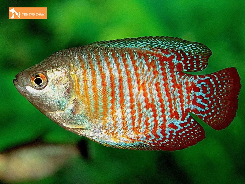 Cach-nuoi-ca-sac-gam-khoe-dep-1-thucanh