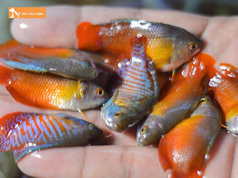 Cach-nuoi-ca-sac-gam-khoe-dep-2-thucanh