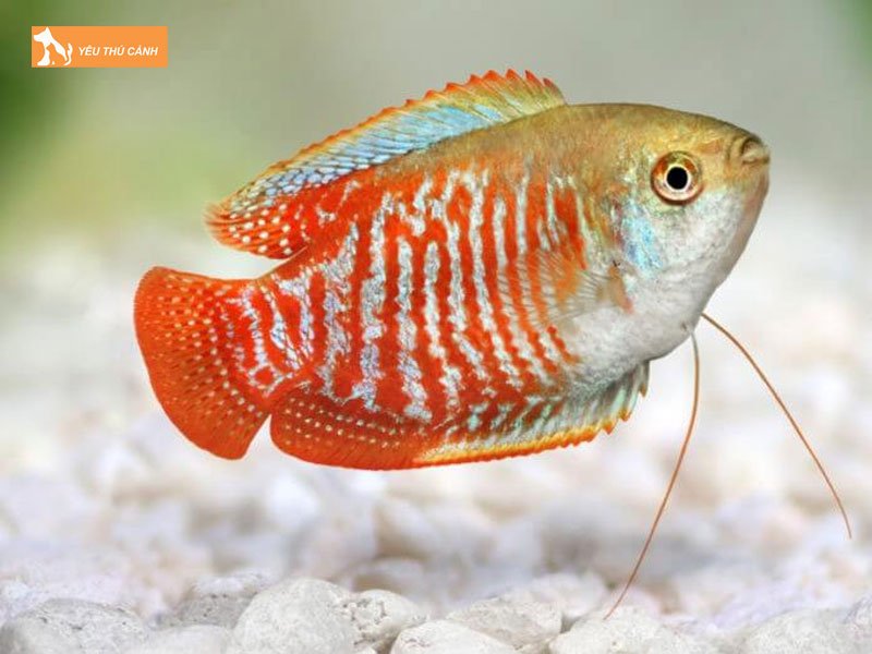 Cach-nuoi-ca-sac-gam-khoe-dep-thucanh