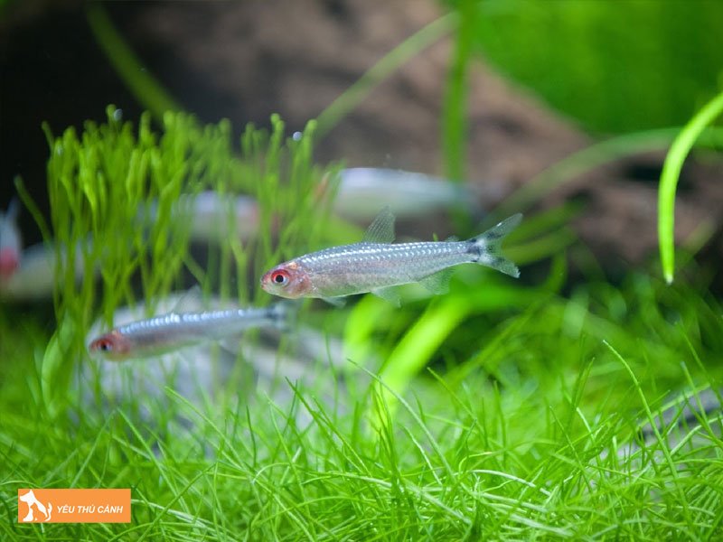 Cach-nuoi-ca-soc-dau-do-len-mau-dep-1-thucanh