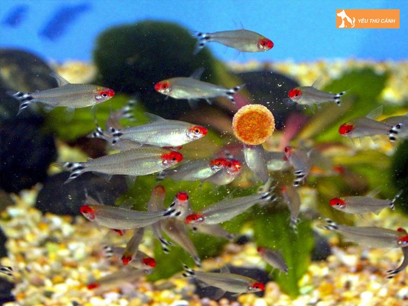 Cach-nuoi-ca-soc-dau-do-len-mau-dep-2-thucanh