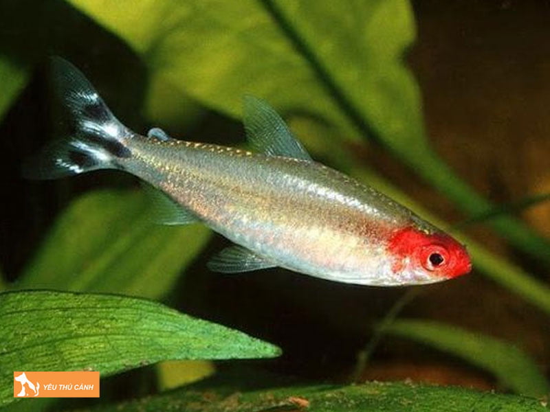 Cach-nuoi-ca-soc-dau-do-len-mau-dep-thucanh