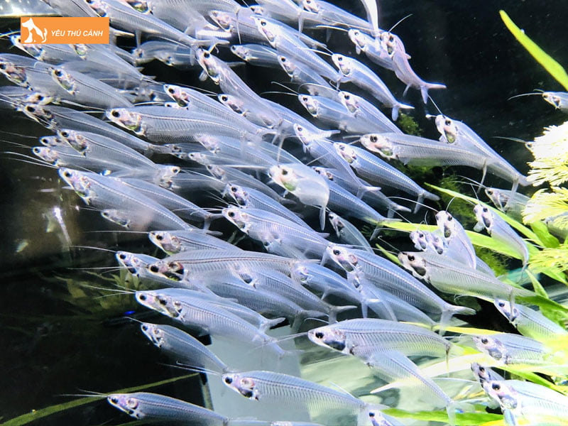 Cach-nuoi-ca-thuy-tinh-khoe-dep-1-thucanh