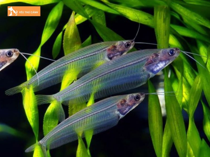 Cach-nuoi-ca-thuy-tinh-khoe-dep-thucanh