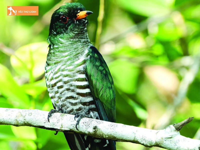 Cach-nuoi-chim-goi-vit-chi-tiet-1-thucanh