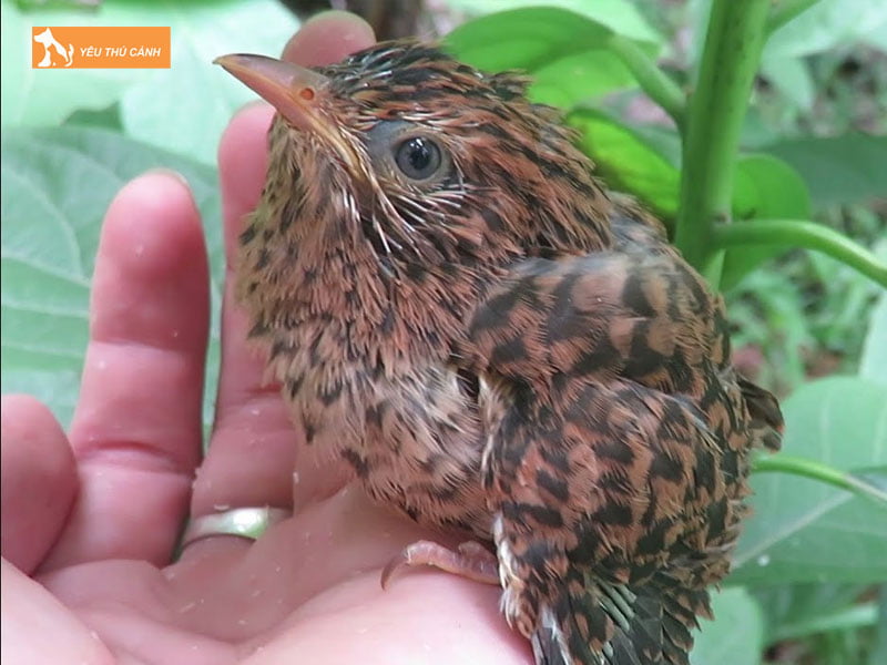 Cach-nuoi-chim-goi-vit-chi-tiet-thucanh