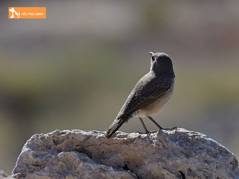 Cach-nuoi-chim-hong-tuoc-khoe-dep-1-thucanh