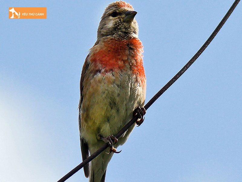 Cach-nuoi-chim-hong-tuoc-khoe-dep-2-thucanh