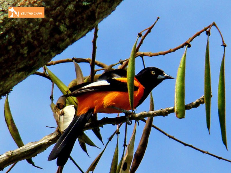 Cach-nuoi-chim-hong-tuoc-khoe-dep-thucanh