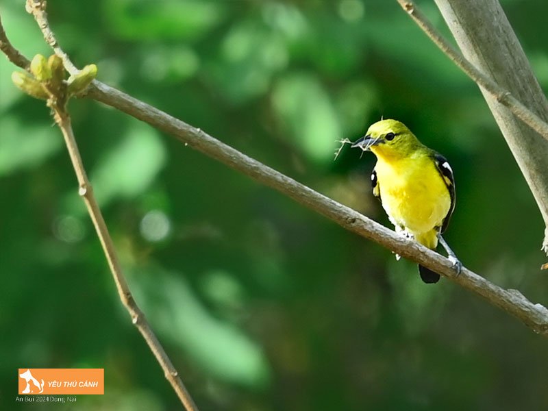 Cach-nuoi-chim-nghe-nguc-vang-hieu-qua-1-thucanh