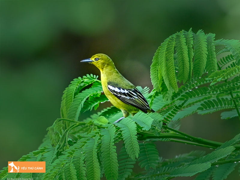 Cach-nuoi-chim-nghe-nguc-vang-hieu-qua-2-thucanh
