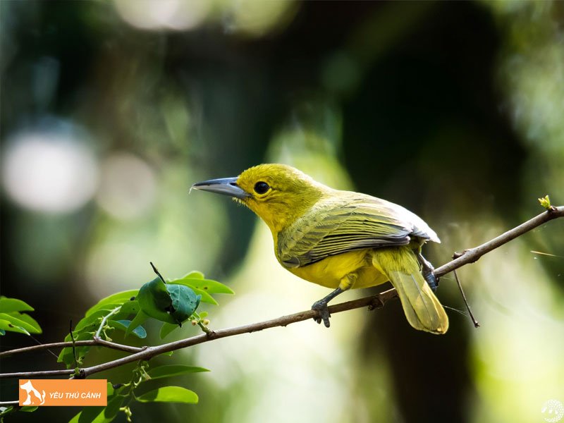 Cach-nuoi-chim-nghe-nguc-vang-hieu-qua-thucanh